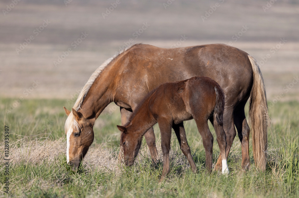 Fototapeta premium Wild Horse Mare and Foal in the Utah Desert in Springtime
