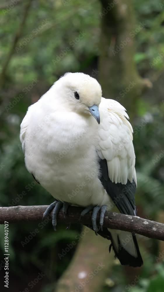 Vertical shot:A pied imperial pigeon perched gracefully on a branch Vertical shot:A pied imperial pigeon perched gracefully on a branch