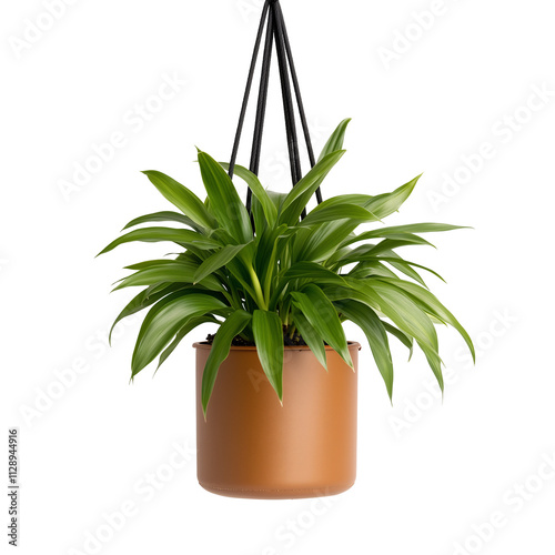 A Spider Plant with arching leaves and baby spiderettes, in a hanging macramé pot isolated on a transparent background photo