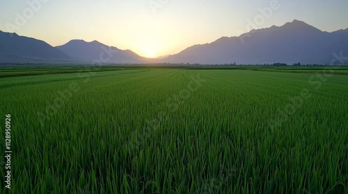 Rice field open. Lush green rice fields stretch towards a mountain range under a vibrant sunset, creating a serene and picturesque landscape.