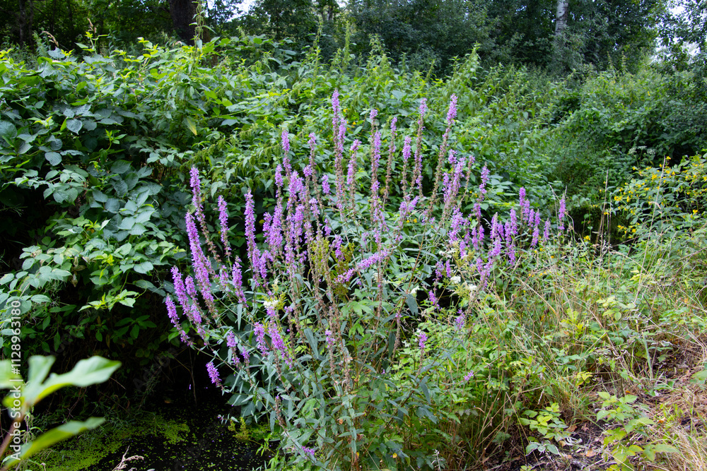 Obraz premium Purple Loosestrife, also called Lythrum salicaria