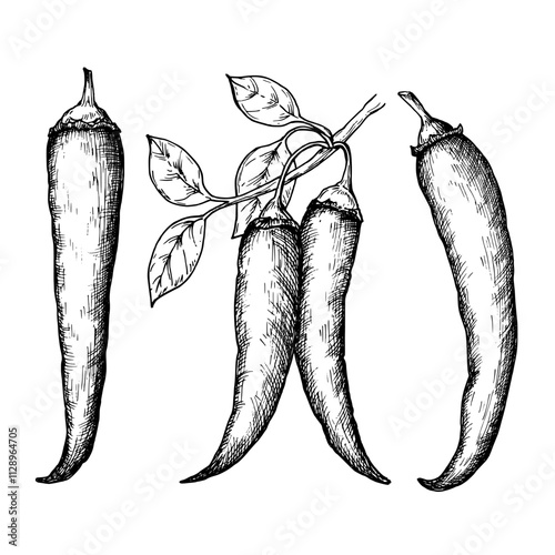 Chili pepper sketch ink graphic illustration, draft silhouette drawing, black on white line art. Botanical vintage etching food design.
