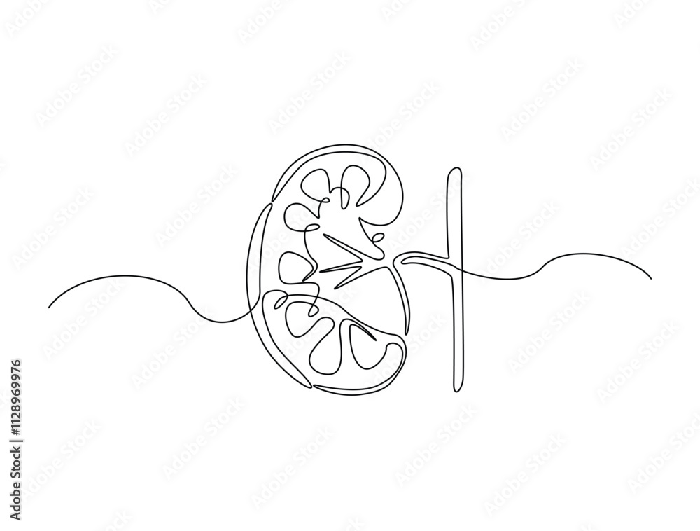 Continuous one line drawing of kidney human organ . Human organ in single line illustration. Editable line vector. Continuous one line drawing of kidney human organ . Human organ in single line illustration. Editable line vector.
