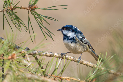 coal tit photo