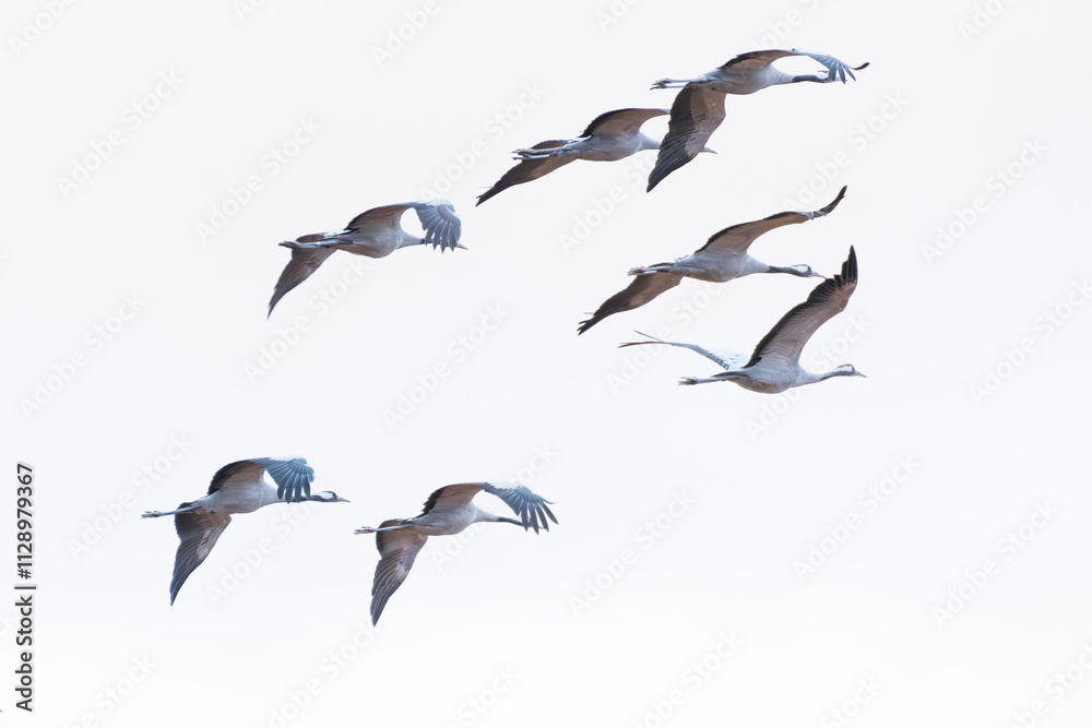 Obraz premium Gruyas (Grus grus)