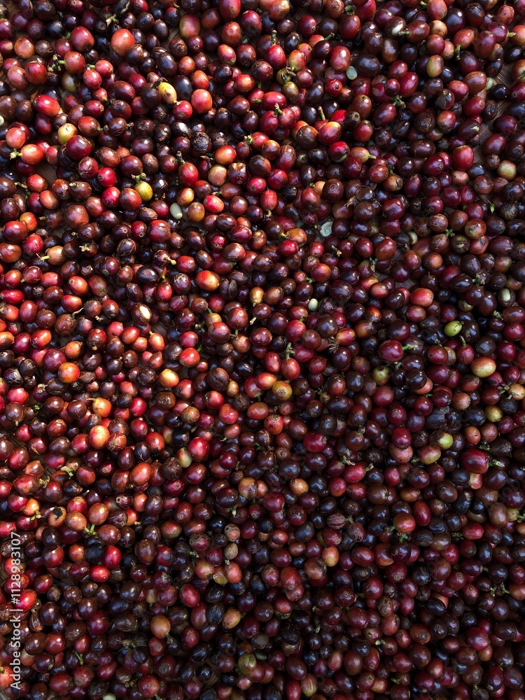 raw red cherry of coffee beans fresh crop from farm raw red cherry of coffee beans fresh crop from farm