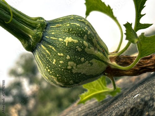 A growing pumpkin with leaves in terrace garden  photo