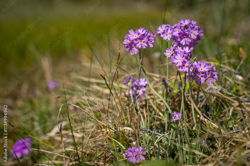 Fototapeta premium Light purple flowers of the bird`'s-eye primrose Primula farinosa blooming in nature during springtime. Bird's-eye primrose (Primula farinosa). 