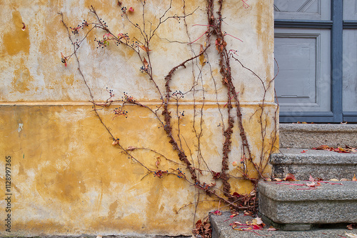 Partview of an house entrance with a natural climbing plant on the wall