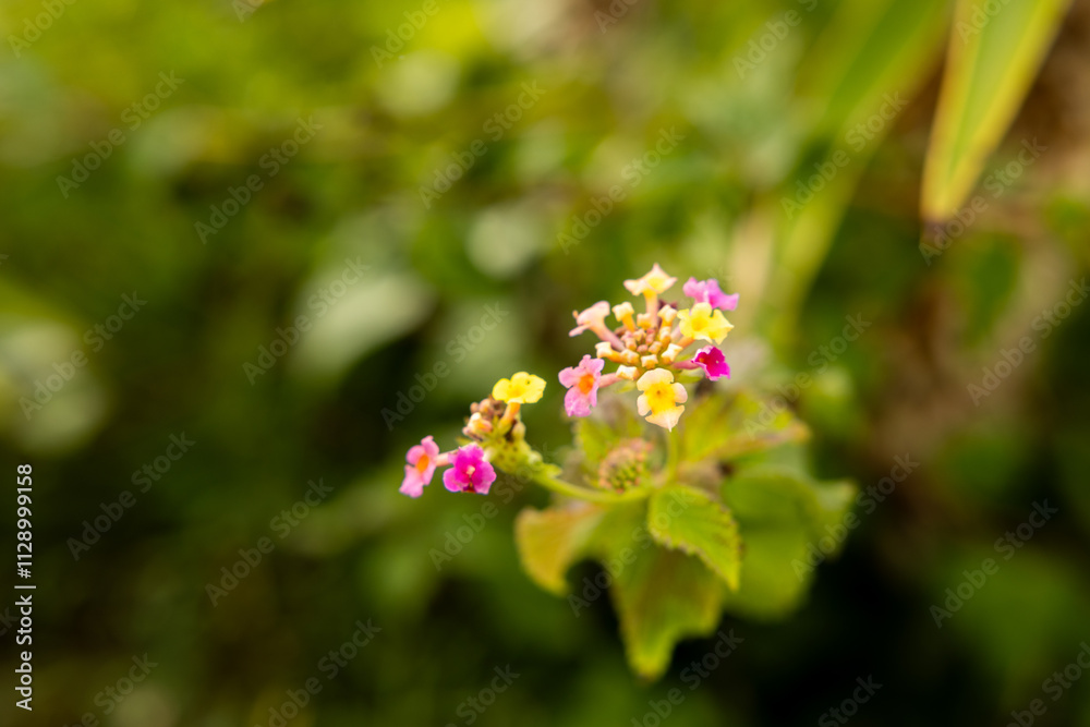 Ramillete de flores de Lantana camara en tonos amarillos, rosas y morados, destacando su belleza multicolor sobre un fondo natural Ramillete de flores de Lantana camara en tonos amarillos, rosas y morados, destacando su belleza multicolor sobre un fondo natural