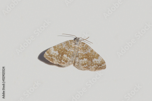 Sandy carpet, sandy rivulet (Perizoma flavofasciata). White background. Tribe Perizomini. Subfamily Larentiinae. Family geometer moths