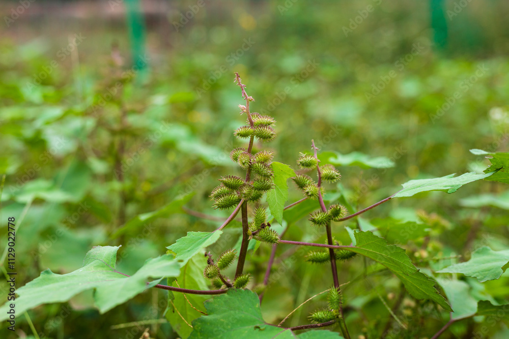 Wild Chinese herbal medicine Xanthium plant Wild Chinese herbal medicine Xanthium plant