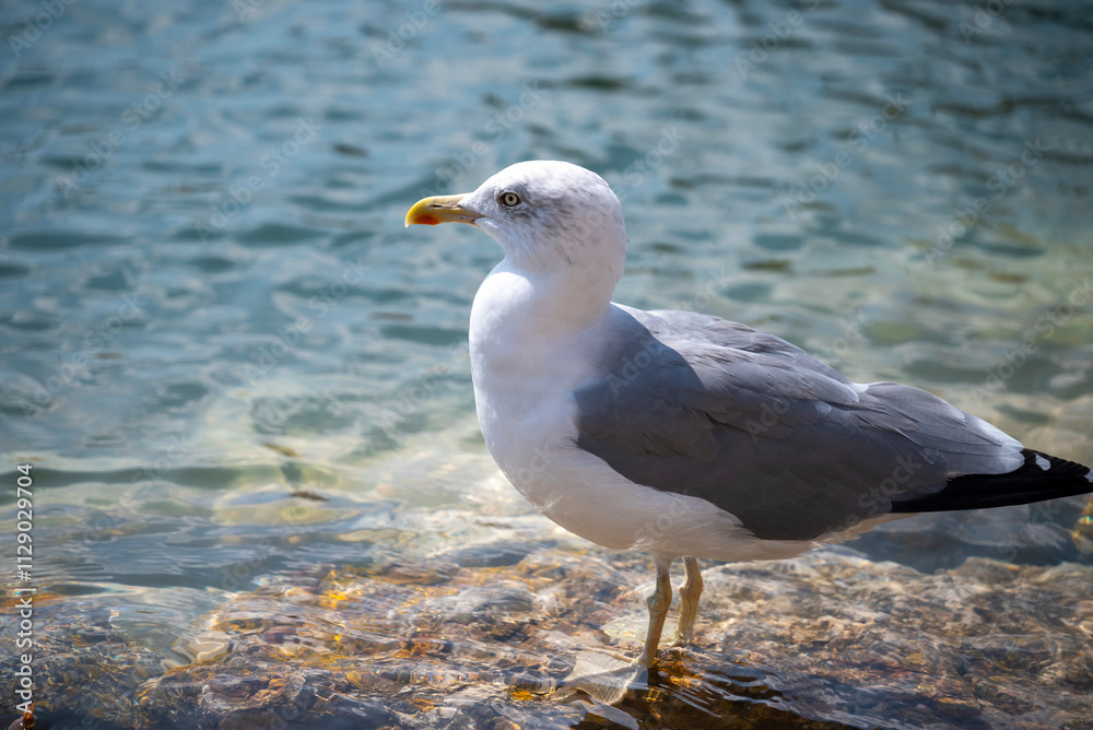 Fototapeta premium Portugal, Lagos, Küste