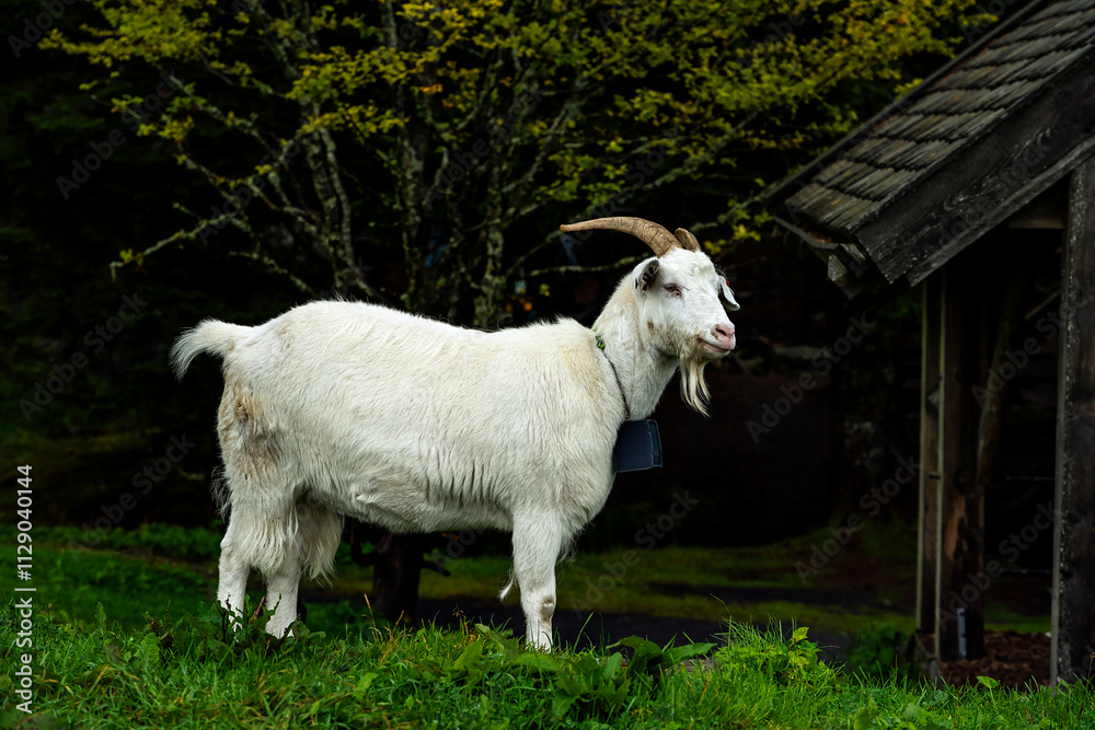 Obraz premium Hausziege