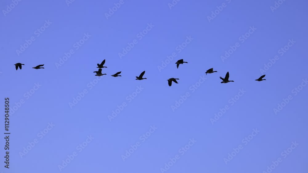 Canada Geese flying in graceful slow motion isolated on blue sky background
