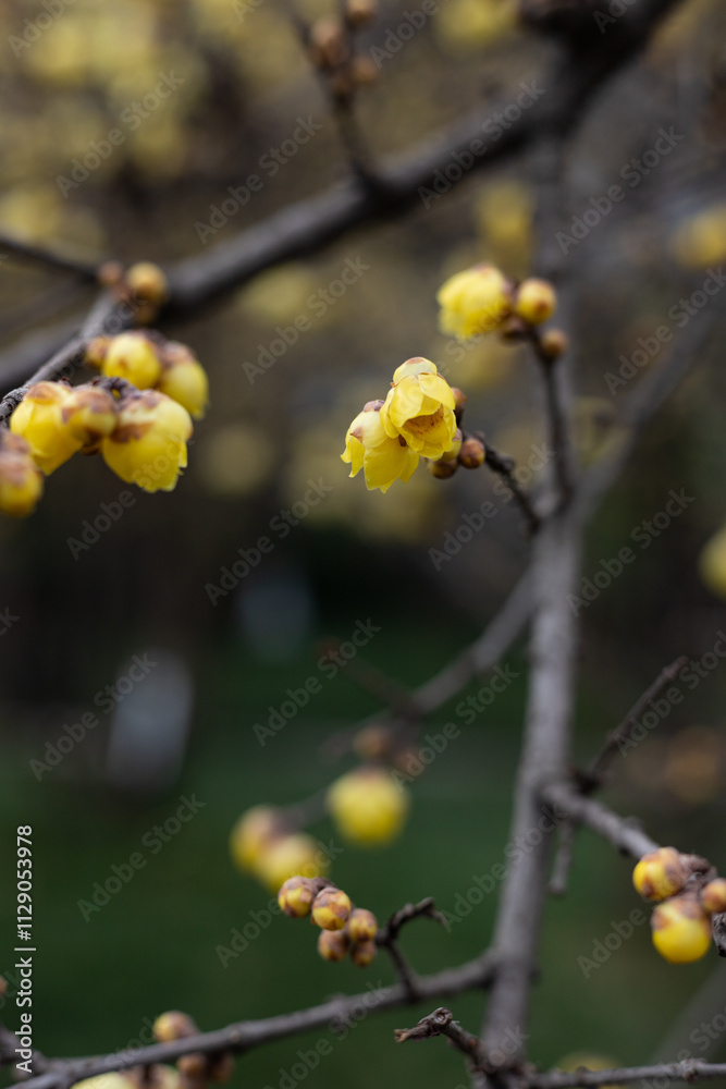 Yellow plum blossoms in full bloom Yellow plum blossoms in full bloom