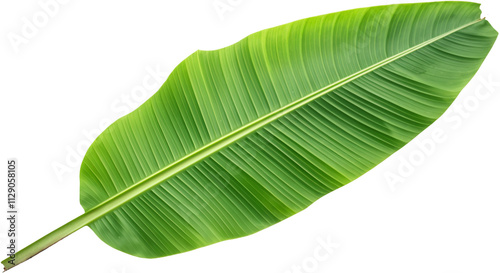 Bright Green banana Leaf Close-Up photo