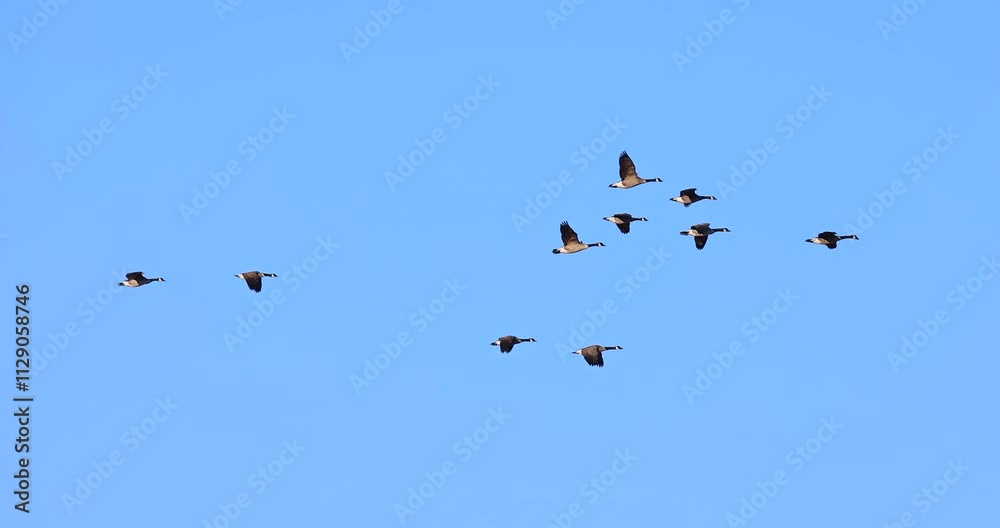 Canada Geese flying in graceful slow motion isolated on blue sky background
Canada Geese flying in graceful slow motion isolated on blue sky background
