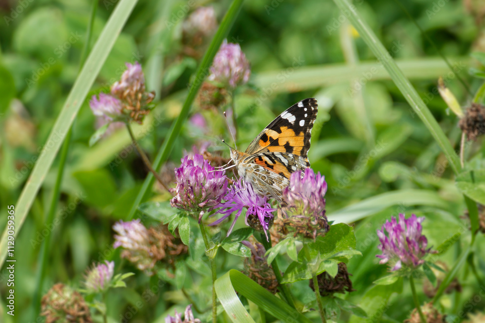 Painted Lady (Vanessa Cardui) Butterfly perched on pink flower in Zurich, Switzerland Painted Lady (Vanessa Cardui) Butterfly perched on pink flower in Zurich, Switzerland