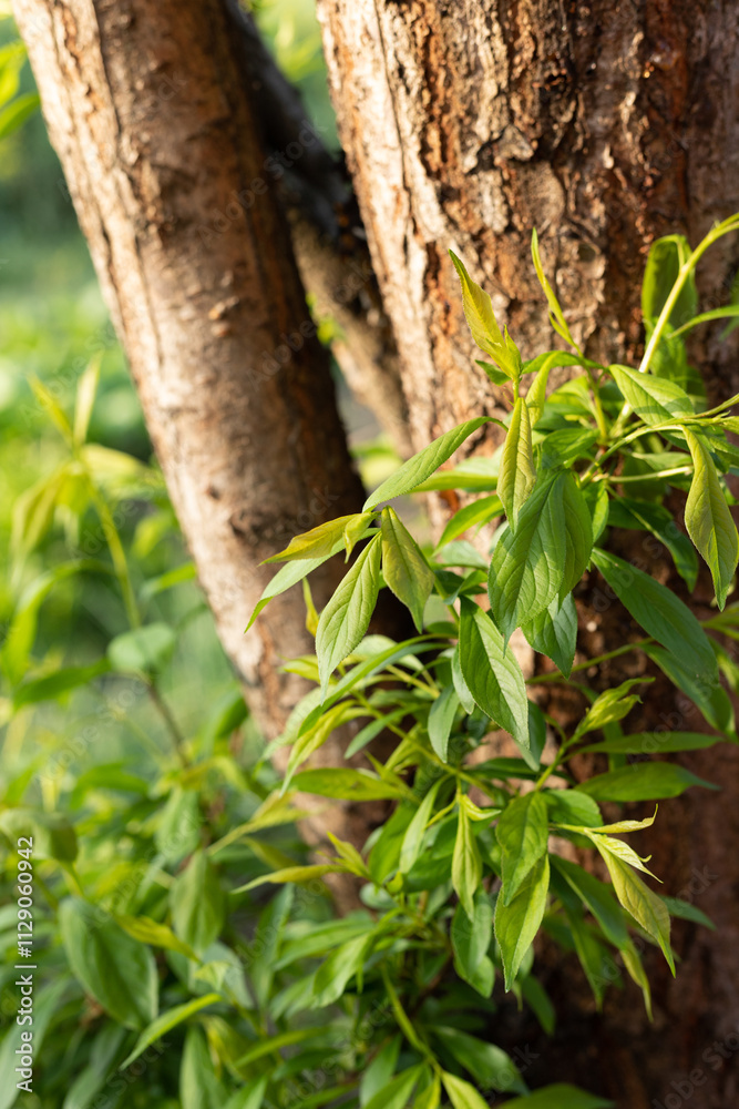 In spring, the plum trees put forth new leaves and buds In spring, the plum trees put forth new leaves and buds