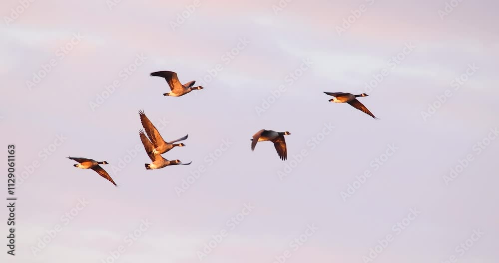 Canada Geese flying in graceful slow motion with Autumn colorful trees.
Canada Geese flying in graceful slow motion with Autumn colorful trees.