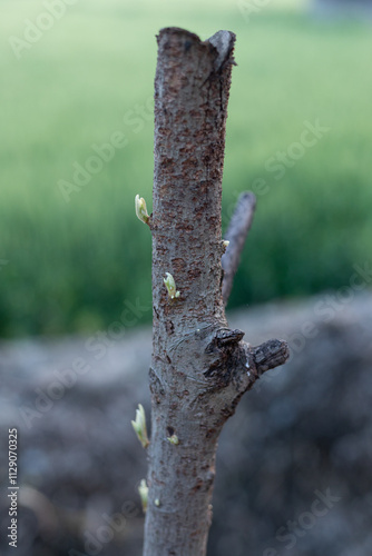 A loquat tree with new buds photo