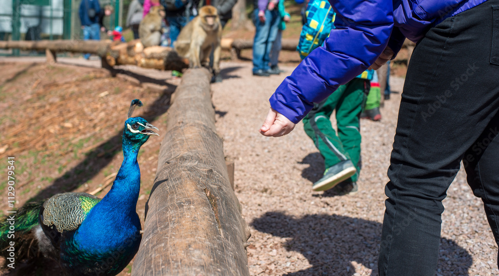 Obraz premium Person feeds peacock near monkey enclosure at zoo midday