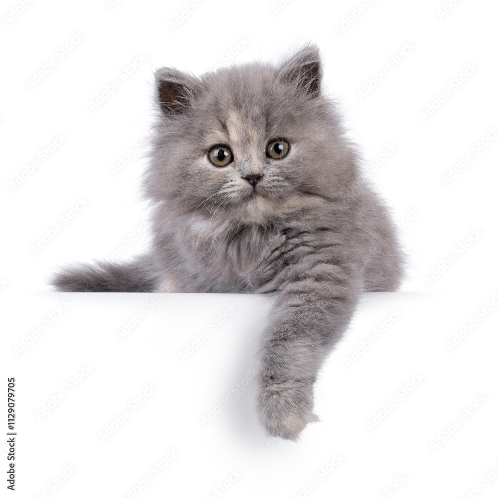British Shorthair Persian Exotic Shorthair Cat For Sale Persian