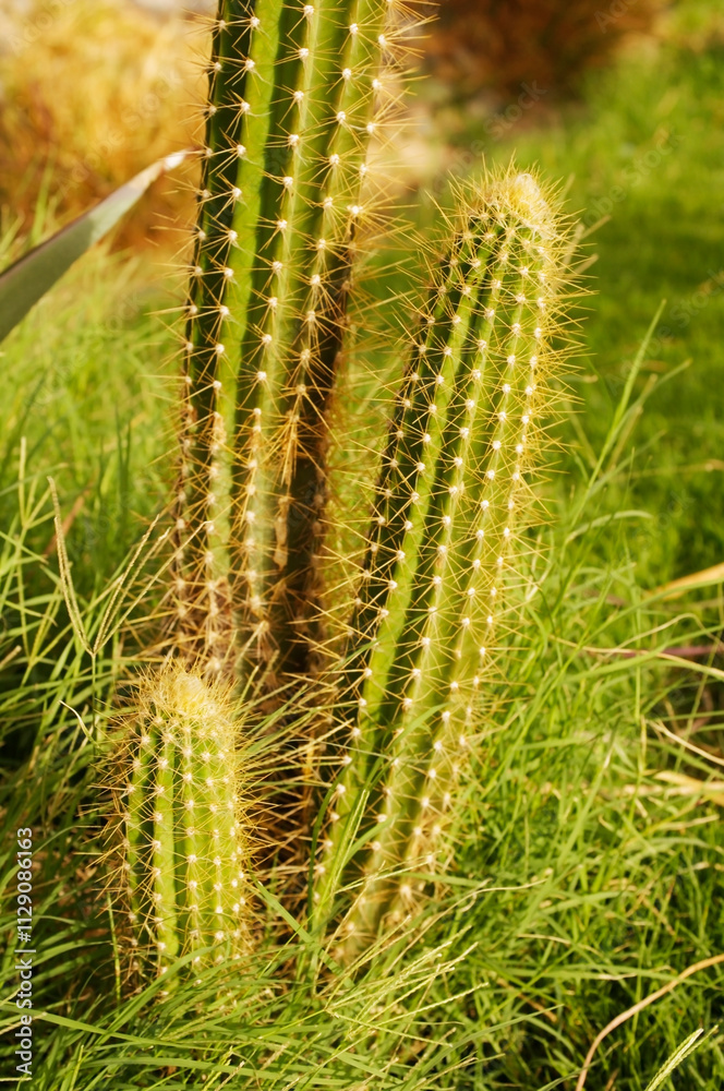 Green prickly large cactus close-up in summer in the garden Green prickly large cactus close-up in summer in the garden