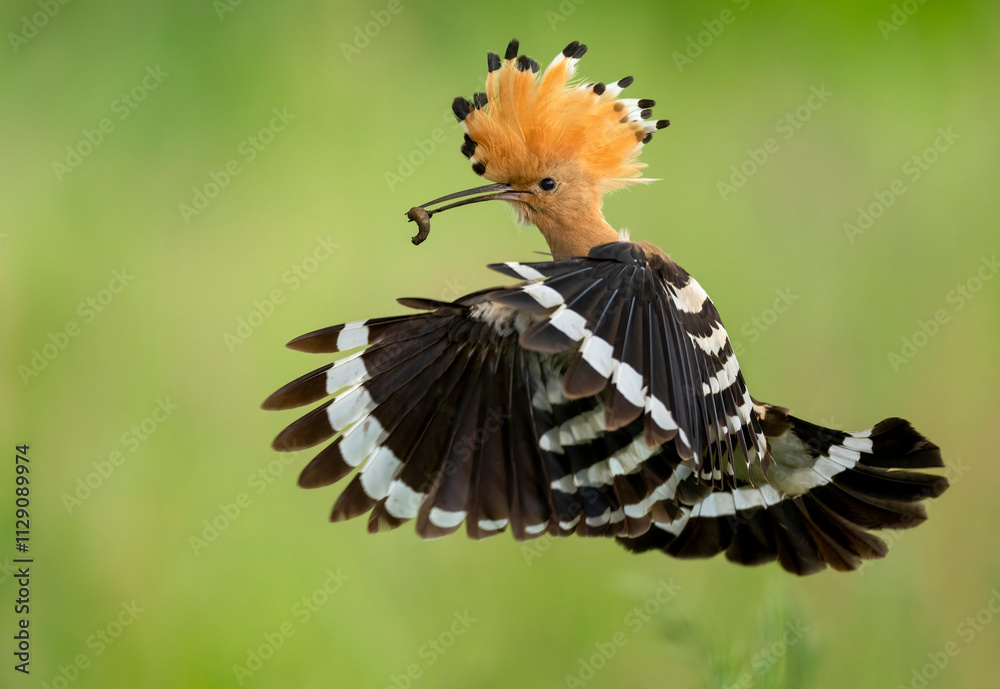 Eurasian hoopoe bird close up ( Upupa epops ) Eurasian hoopoe bird close up ( Upupa epops )