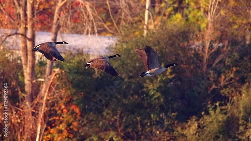 Canada Geese flying in graceful slow motion with Autumn colorful trees.
