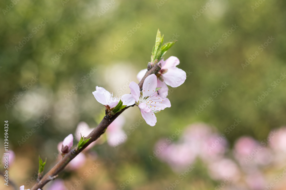 Pink peach blossoms blooming in the orchard Pink peach blossoms blooming in the orchard