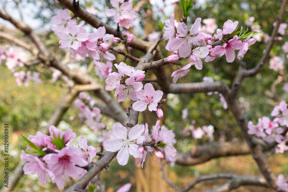 Pink peach blossoms blooming in the orchard Pink peach blossoms blooming in the orchard