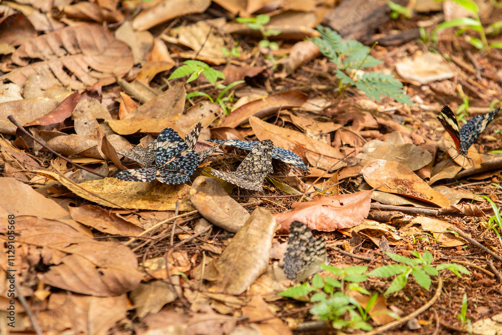 Algumas borboletas no chão cheio de folhas secas no meio de um bosque. Algumas borboletas no chão cheio de folhas secas no meio de um bosque.