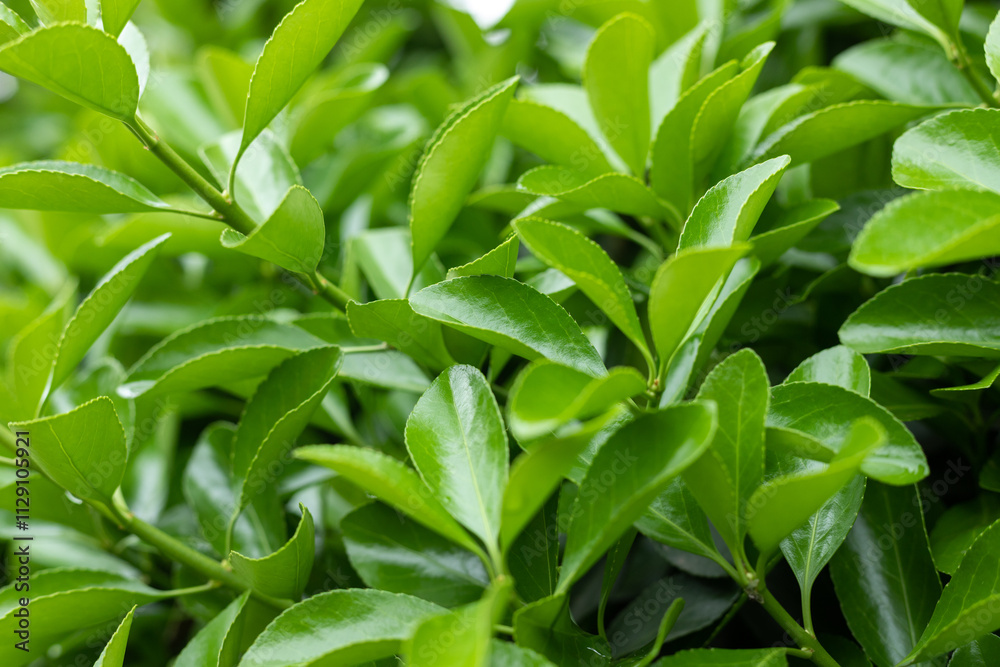 Green Holly young leaf plant Green Holly young leaf plant