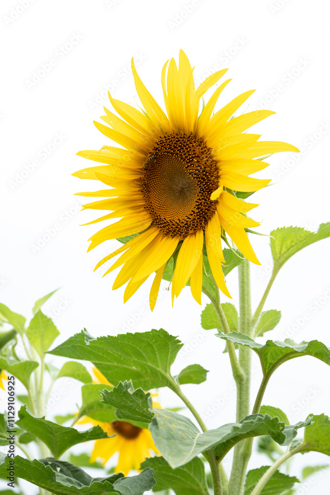 Fototapeta premium Sunflower plants on a white background