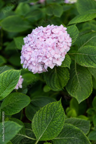 Pink hydrangea plant