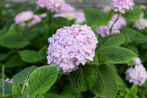 Pink hydrangea plant