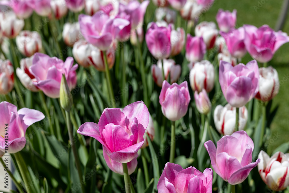 Fototapeta premium Colorful tulips in the spring garden