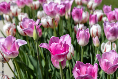Colorful tulips in the spring garden