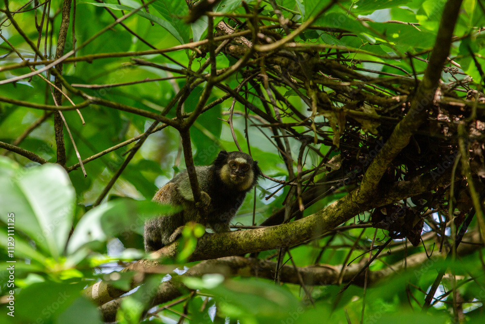Um sagui empoleirado no galho de uma árvore muito frondosa em um bosque. Um sagui empoleirado no galho de uma árvore muito frondosa em um bosque.