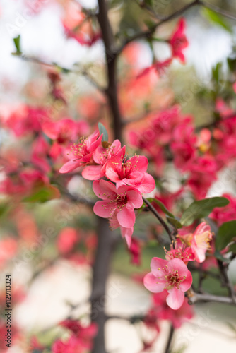 Spring red stem begonia flowers