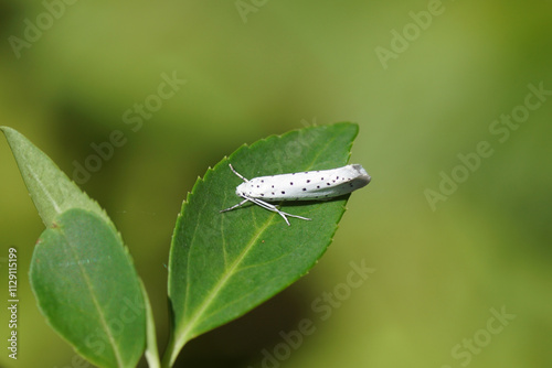 Closeup ermine moth Yponomeuta of the family Yponomeutidae on a leaf of a Forsythia. Summer, Dutch garden photo