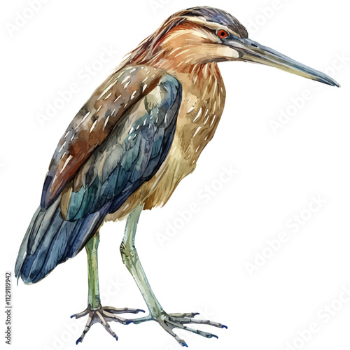 A watercolor clipart of bittern, isolated on a white background. Bittern vector.