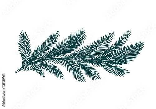 A fir branch on a white background hand drawn