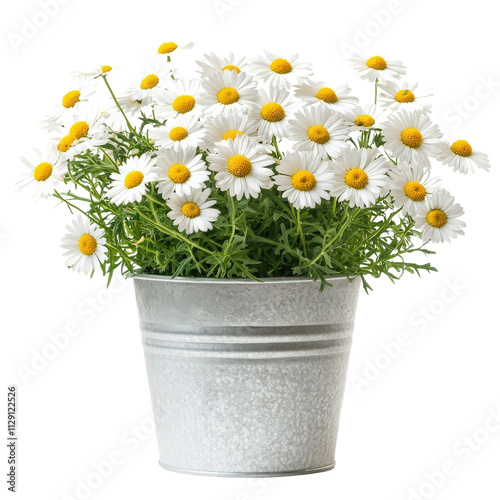 Fresh white daisies in galvanized metal pot, showcasing vibrant yellow centers and lush green foliage, perfect for brightening any space