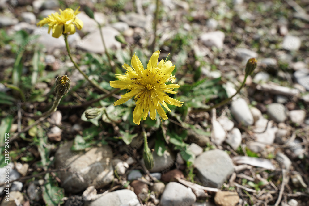 Dandelion Taraxacum herb plant at blossom for pharmaceutical use or food Dandelion Taraxacum herb plant at blossom for pharmaceutical use or food