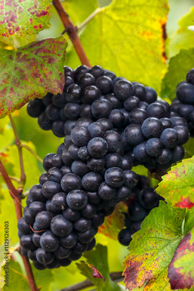 Fototapeta premium belle grappe de raisin rouge