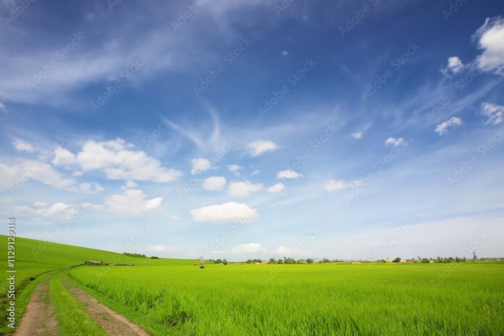 Fototapeta premium A dirt road in a green field with blue sky. A field of clouds and grass in the sky. Green field with blue sky and nature on the road. Green field with green grass and clouds on the lifestyle road.