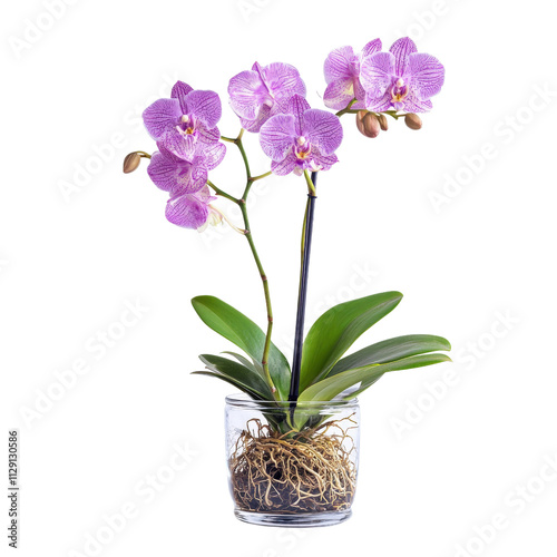 Wallpaper Mural Beautiful purple orchid in glass pot with roots and green leaves, showcasing elegance and nature beauty. Perfect for home decor or as gift Torontodigital.ca